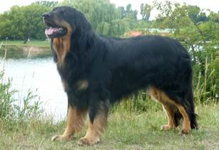 IRON Chatka Zielarki zd.gl. 1.JPG